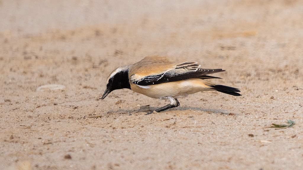 Desert Wheatear